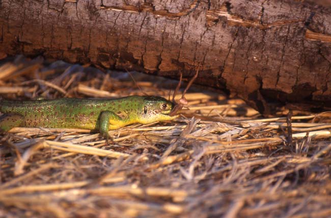 Ramarro con preda Lacerta bilineata